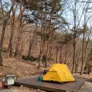 용현자연휴양림 야영장 | 서산 용현자연휴양림 리뷰 , 벚꽃 개화 상태