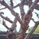 삼양사금강유치원 | 밀양 대한 불교 천태종 삼양사