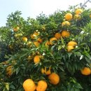 마리스남해 이미지