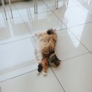 스마일플러스동물병원 이미지