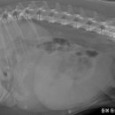 돌봄동물메디컬클리닉 이미지