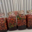 방울토마토 물렀다고 아깝게 다 버리지 마세요 (+꿀팁) 이미지