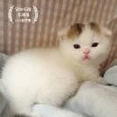 달보드레/루체레 이미지