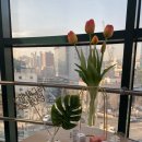 코튼빛나라