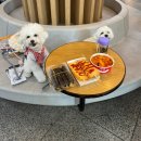 펫스탑 | 가평휴게소 옐로우 스탑, 펫파크 이용 후기, 음식 추천