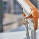 모란튼튼척의원 이미지