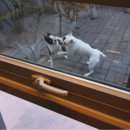 남서울펫호텔 이미지