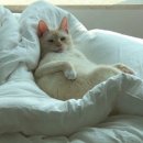 고양이집:고집 이미지