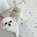 상어네 간식 이미지