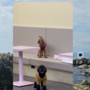 WALWAL(왈왈) 이미지