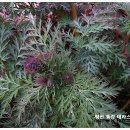 산천초목민박 이미지