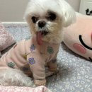 비엔동물전문의료센터 이미지