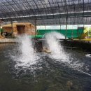 물바위송어장 이미지