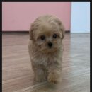 마마스미독 강아지 분양 김해점 이미지