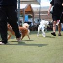 도그 스포지움 이미지