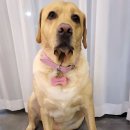 댕댕이 간식창고 이미지