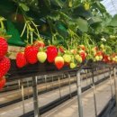 지영 농장 이미지