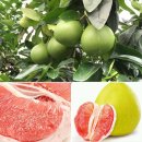 포멜로(POMELO)