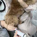 러블리펫그루밍 이미지