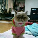 고양이 미용실 이미지