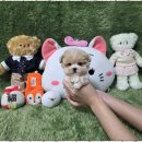 광주강아지분양 고양이분양 펫왕국 이미지