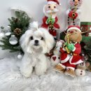 예쁜강아지 | 오산강아지분양후기 예쁜말티즈설기소식~♡