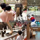 해비치쉼터 | 제주도 점보빌리지 코끼리 공연 입장료 먹이주기 체험