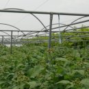 은한농장 이미지