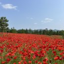 붕어섬3(휴광장) 이미지