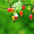 보리수마을 이미지