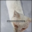 타이어테크 보라점 | 서산 저렴한 타이어 싸게 바꾼 내돈내산 후기[타이어픽]