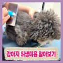 도그콕