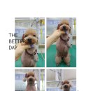 피닉스애견미용 네이버블로그