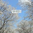 풍각면사무소 | 청도 벚꽃 명소 각북면 벚꽃터널 길 (25년 4월 3일 현재)