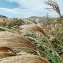 제주 246 이미지