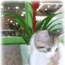 금쪽같은 내새끼 동물병원 이미지