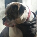 아델리오 이미지