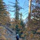 10-26-2024 San Bernardino Peak Trail to Johns Meadow Trail Junction 이미지