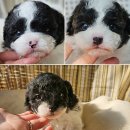 호야켄넬 이미지