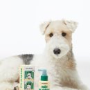 노블덴탈 이미지