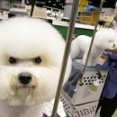 프리제(frise) 이미지