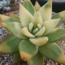 골드크레마 이미지