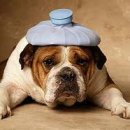 순진한 강아지 이미지