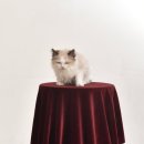 랙돌캐터리 아이돌스 전주고양이분양 이미지