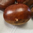 정안농장 | 공주 정안 알밤 줍기, 밤 보관 밤 삶는법