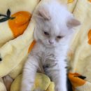 네코스토리 (서울 본점) 고양이 무료 분양 | 네코스토리 너무 쾌적해요