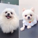 또리네 멍멍이 미용실 이미지