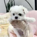 내품안의반려견 노원점 | 노원강아지분양 건강과 청결을 최우선으로 한 곳을 선택해야 하는 이유 내품안의반려견 노원점