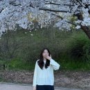 [소비기록💸] SIE 시에 헤이브 루즈 케이블 니트 크림