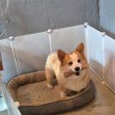 강김만두